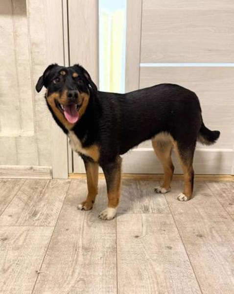 Lernen Sie Boma kennen!