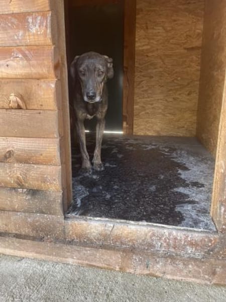 Sanfte Nela-Greta sucht Liebe