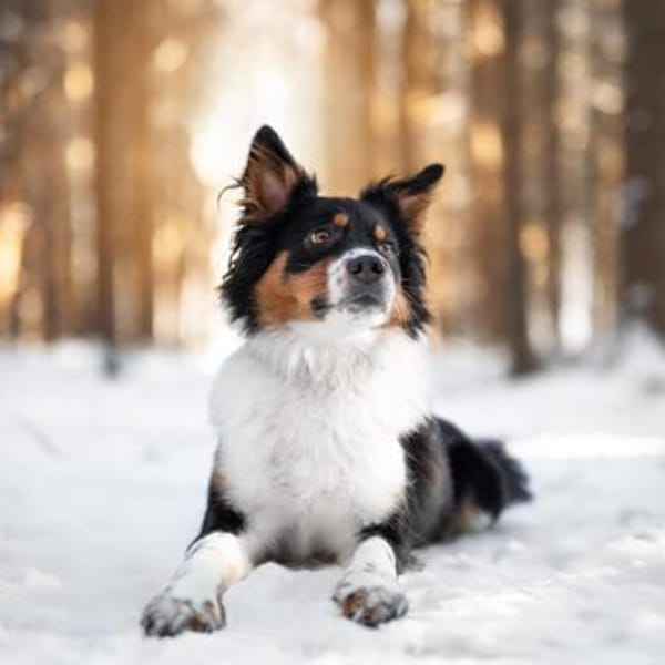 Elsa - eine sensible Hündin