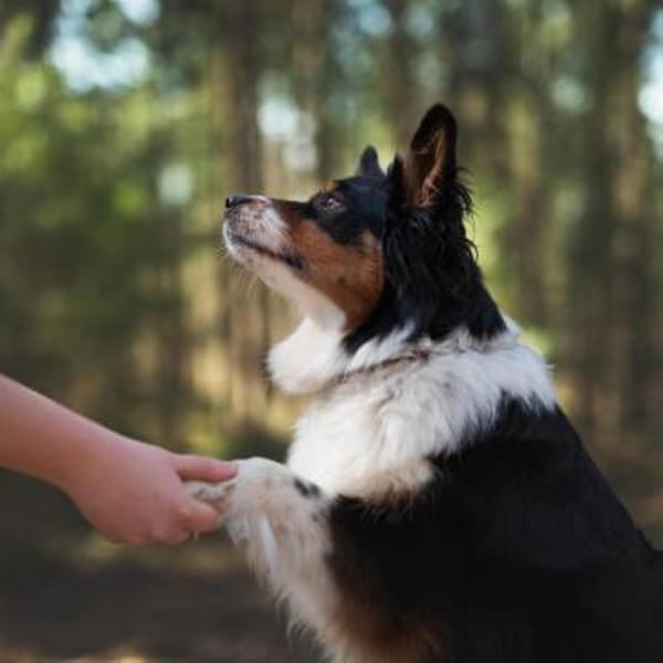 Elsa - eine sensible Hündin