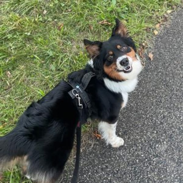 Elsa - eine sensible Hündin