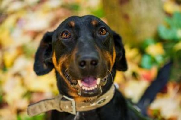 Foxy-Charakterhund sucht klare Führung