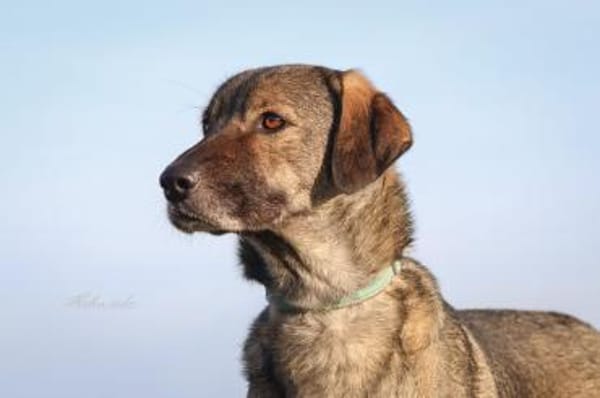 Dolores  große Hundedame mit viel ❤