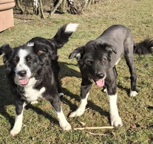 BILLI&GRACE - fit, gepflegt, gut erzogen