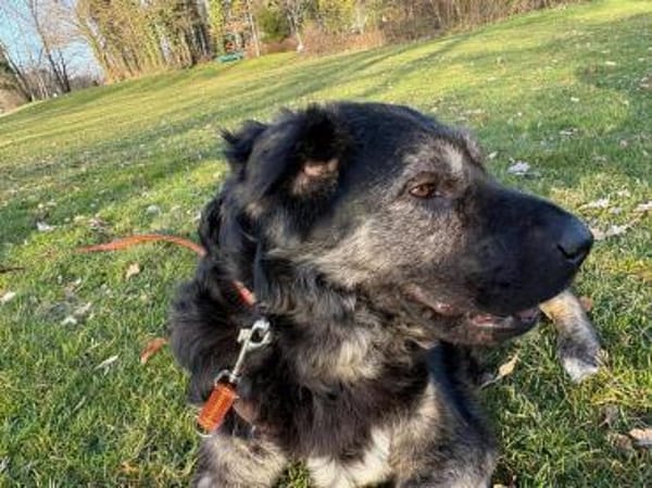 Bea - sucht ruhiges Zuhause mit Herz