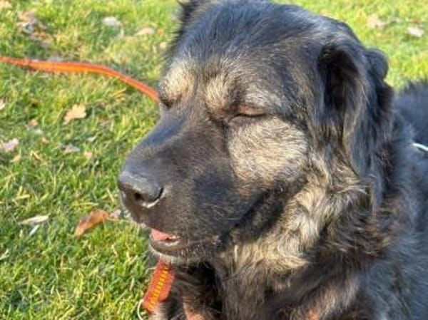 Bea - sucht ruhiges Zuhause mit Herz