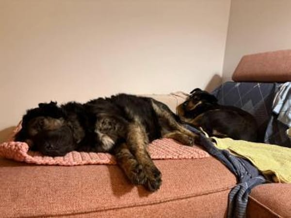 Bea - sucht ruhiges Zuhause mit Herz