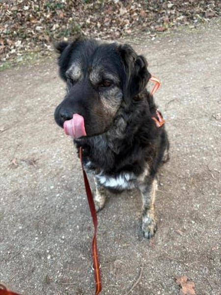 Bea - sucht ruhiges Zuhause mit Herz