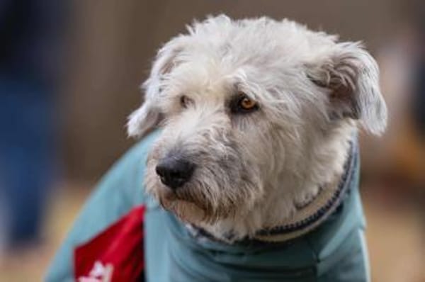 Maja, wie eine große Schneeflocke 🐾