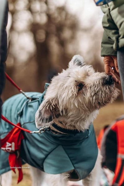 Maja, wie eine große Schneeflocke 🐾