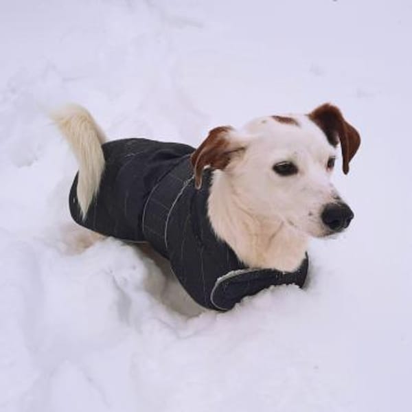 Bimas - ist gesund&neugierig