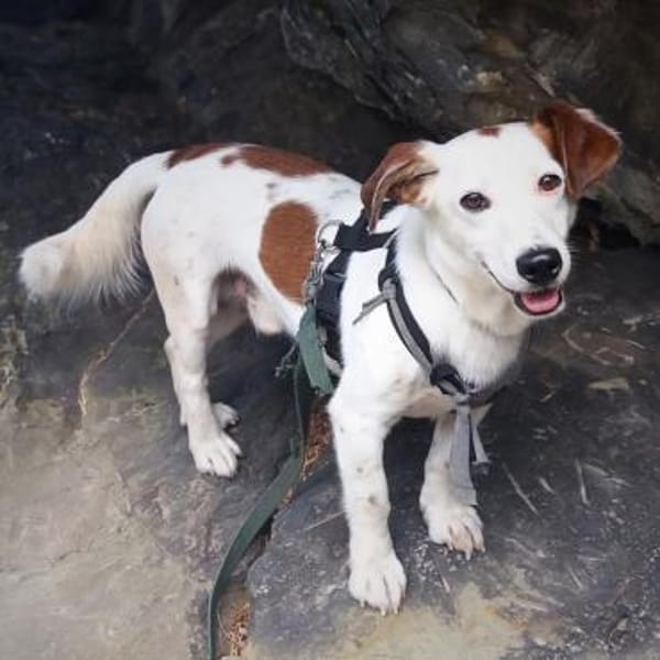 Bimas - ist gesund&neugierig