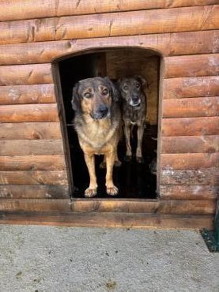 Herzensbub Bingo sucht eine Familie!