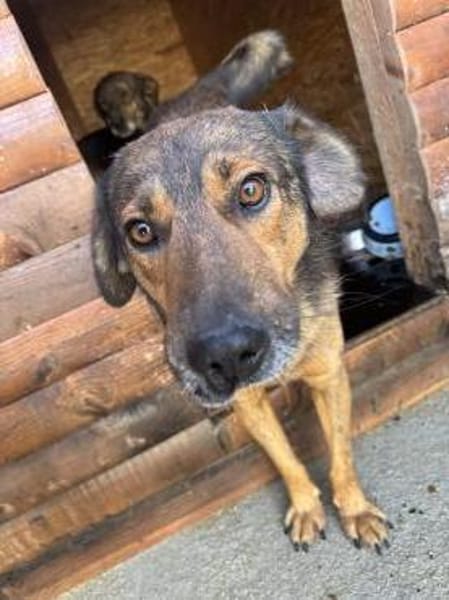 Herzensbub Bingo sucht eine Familie!