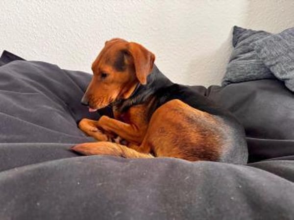 Holly eine leise Seele sucht ihr Zuhause