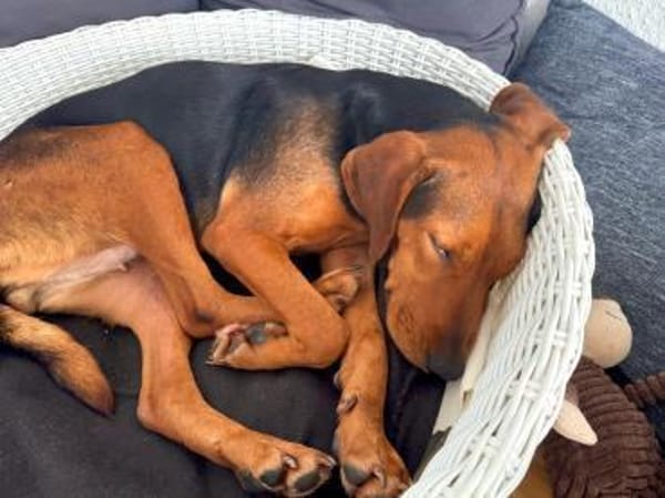 Holly eine leise Seele sucht ihr Zuhause