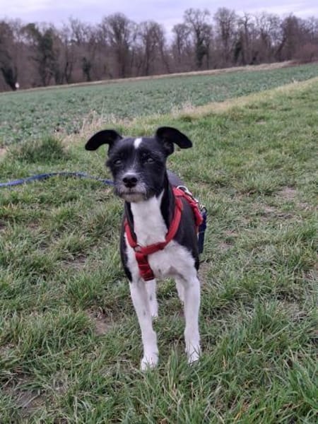 Verschmuste Hundedame wartet auf dich