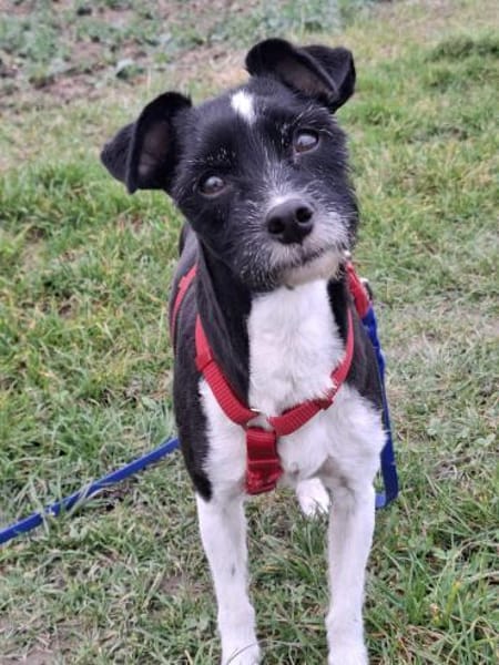 Verschmuste Hundedame wartet auf dich