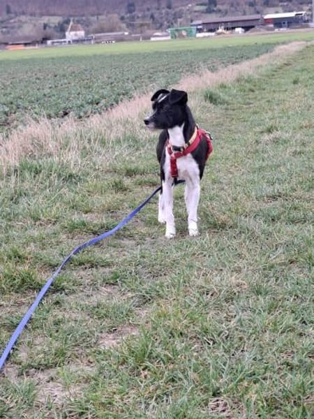 Verschmuste Hundedame wartet auf dich