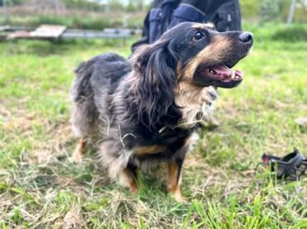 Michel sucht die Nadel im Heuhaufen🍀