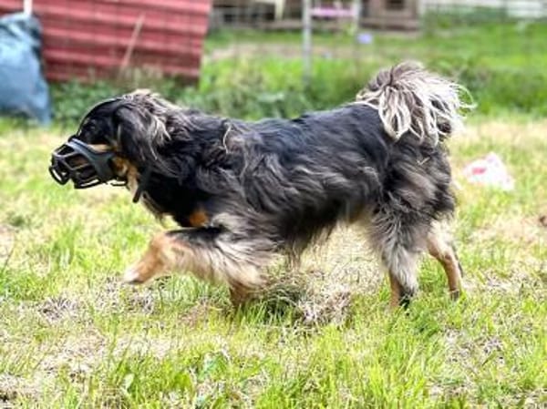 Michel sucht die Nadel im Heuhaufen🍀