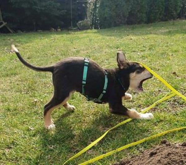 Welpenjunge Brady auf PS in 90443