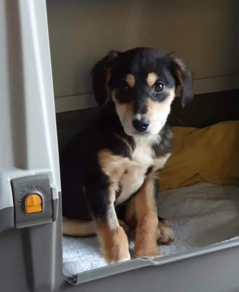 Welpenjunge Brady auf PS in 90443