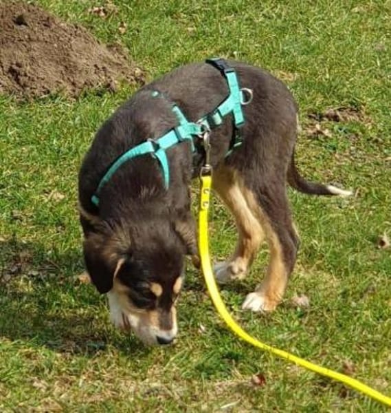 Welpenjunge Brady auf PS in 90443