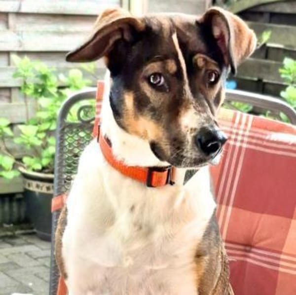 Joy - verschmust&verspielt