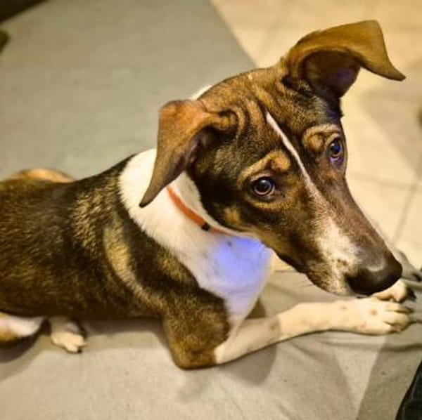 Joy - verschmust&verspielt