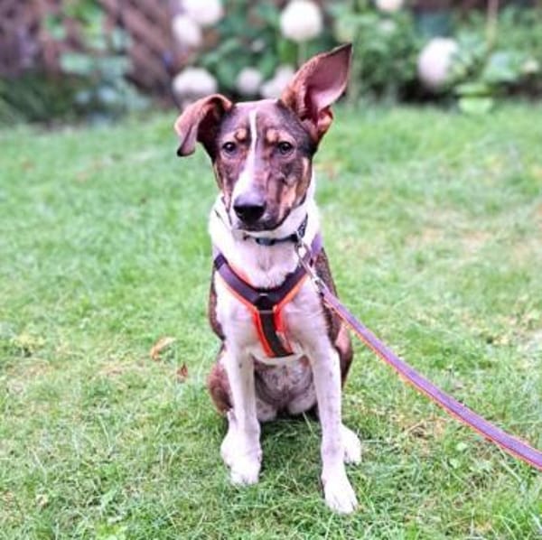 Joy - verschmust&verspielt