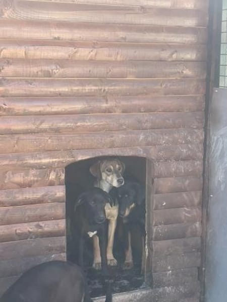 Coco sucht ihre Menschen