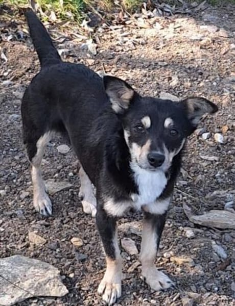 PÜPPI -zutraulich,verspielt & verträglic