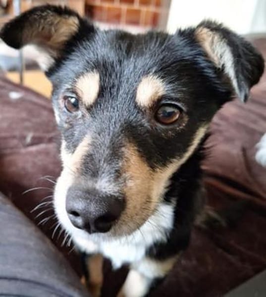 PÜPPI -zutraulich,verspielt & verträglic