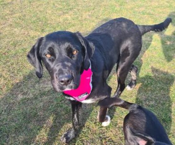 Morana sucht ein für immer Zuhause