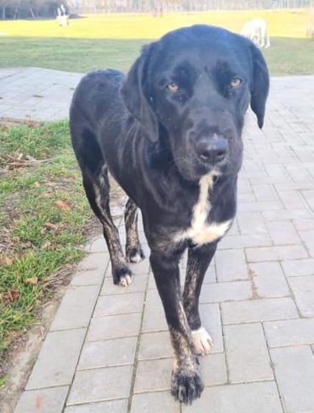 Morana sucht ein für immer Zuhause