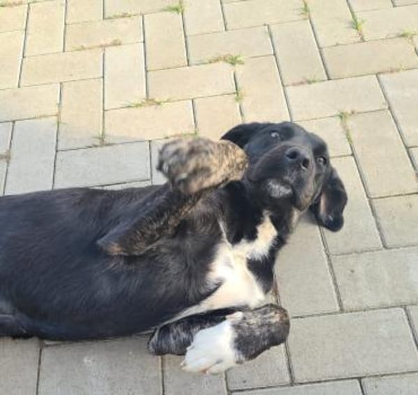 Morana sucht ein für immer Zuhause