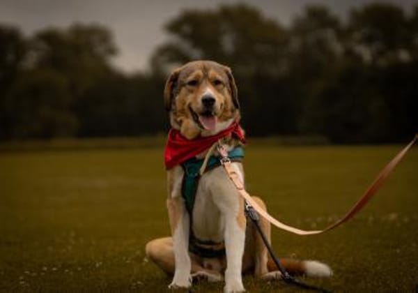 Herzenshund Marlin sucht seinen Platz