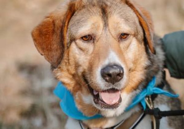 Herzenshund Marlin sucht seinen Platz