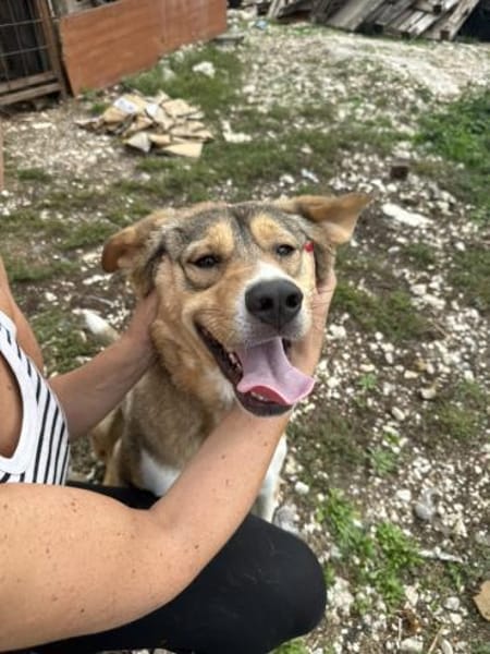 Herzenshund Marlin sucht seinen Platz