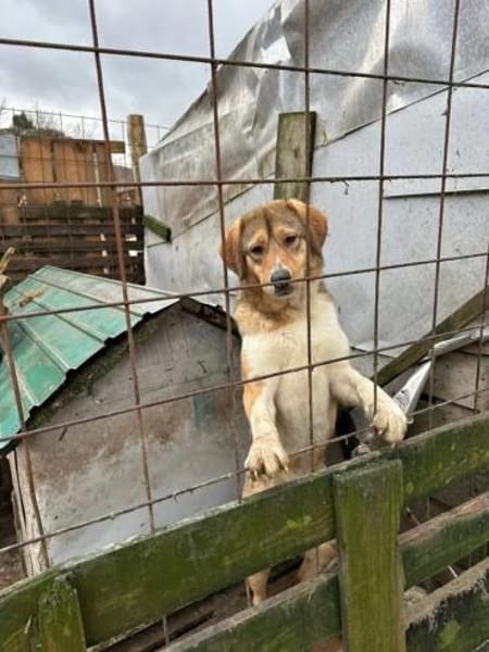 Herzenshund Marlin sucht seinen Platz