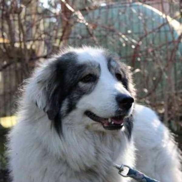 Mischa su. Zuhause mit viel Platz