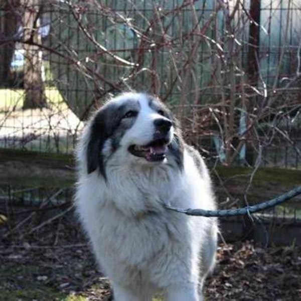 Mischa su. Zuhause mit viel Platz