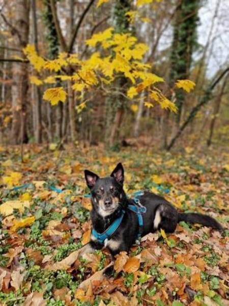 aktiver Sam auf PS in 90571