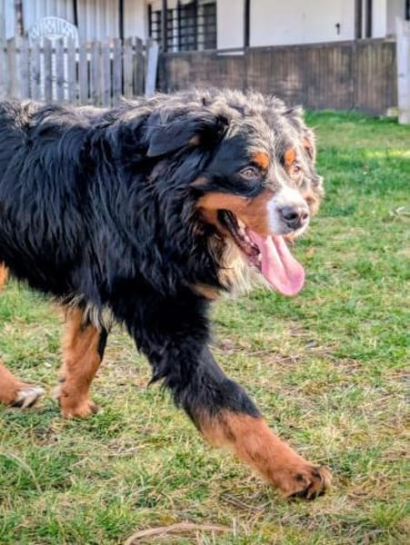Markusz, bildhübscher Berner Sennenhund