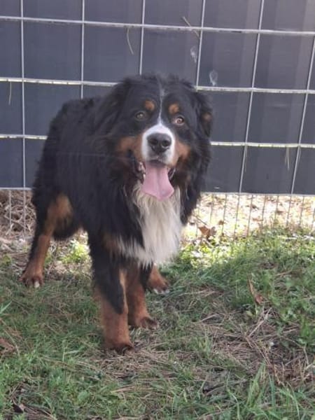 Markusz, bildhübscher Berner Sennenhund