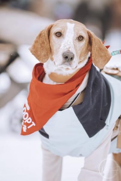 Liebevolle Hündin Peggy sucht Zuhause