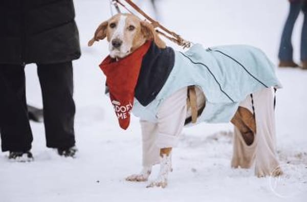 Liebevolle Hündin Peggy sucht Zuhause