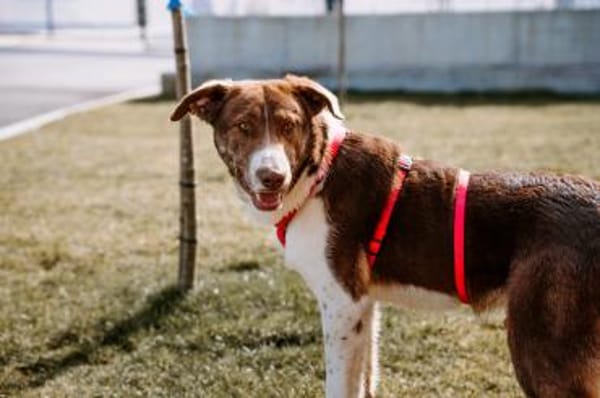 Lieber, fröhlicher Junghund Ali