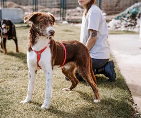 Lieber, fröhlicher Junghund Ali